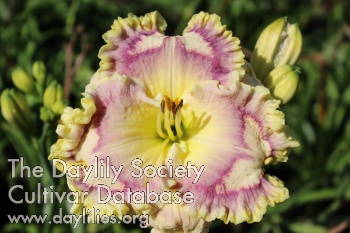 Daylily Luminous Intentions